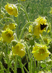 Geum 'Fuzzy Navel'